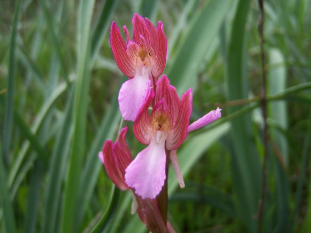 Anacamptis papilionacea